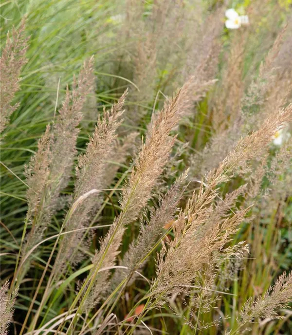 Calamagrostis brachytricha