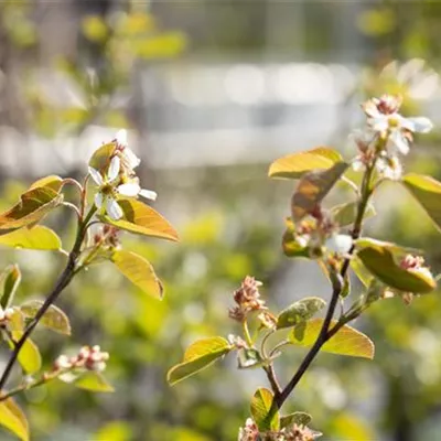 Container 60 - 70 - Felsenbirne - Amelanchier rotundifolia