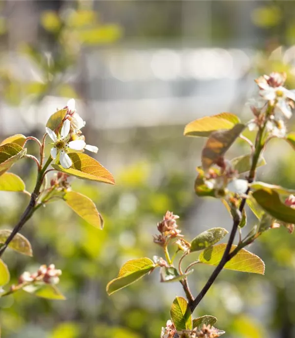 Amelanchier rotundifolia