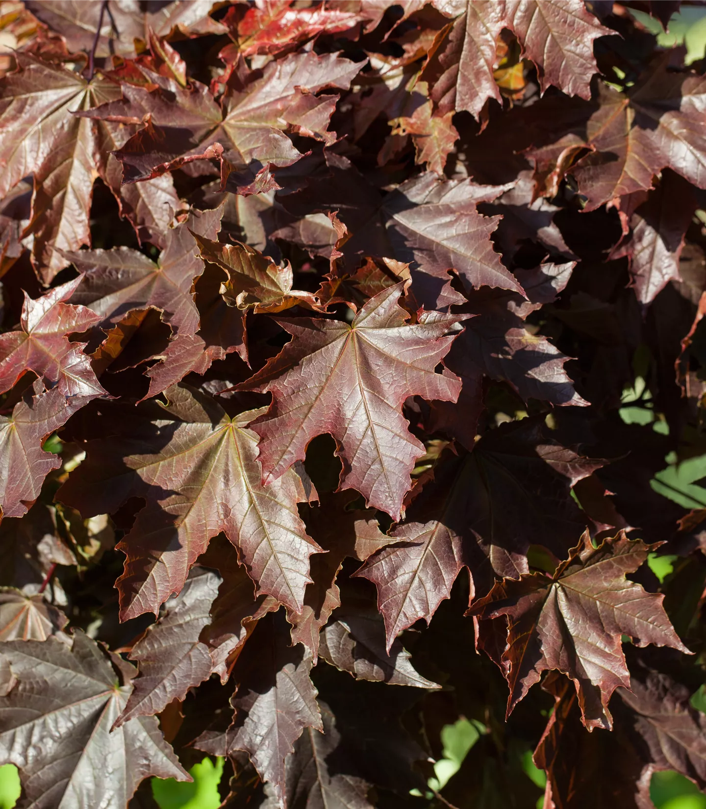 Acer platanoides 'Crimson King'