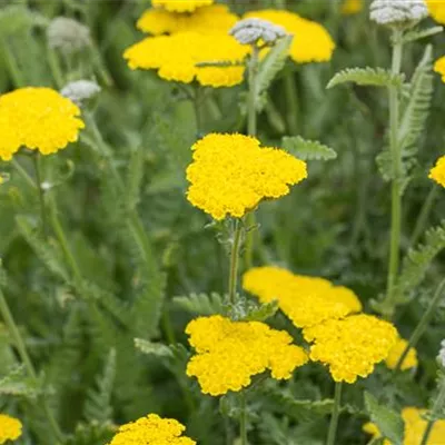 Topfgrösse 1 Liter - Schafgarbe - Achillea 'Moonshine'