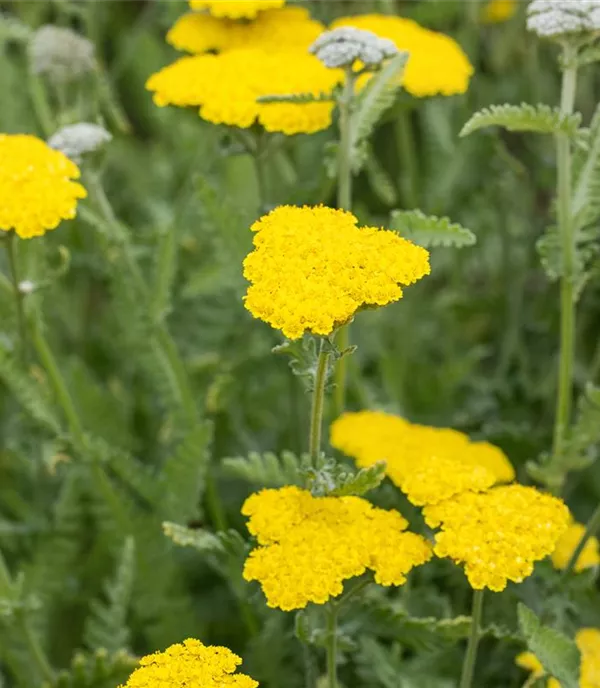 Achillea 'Moonshine'