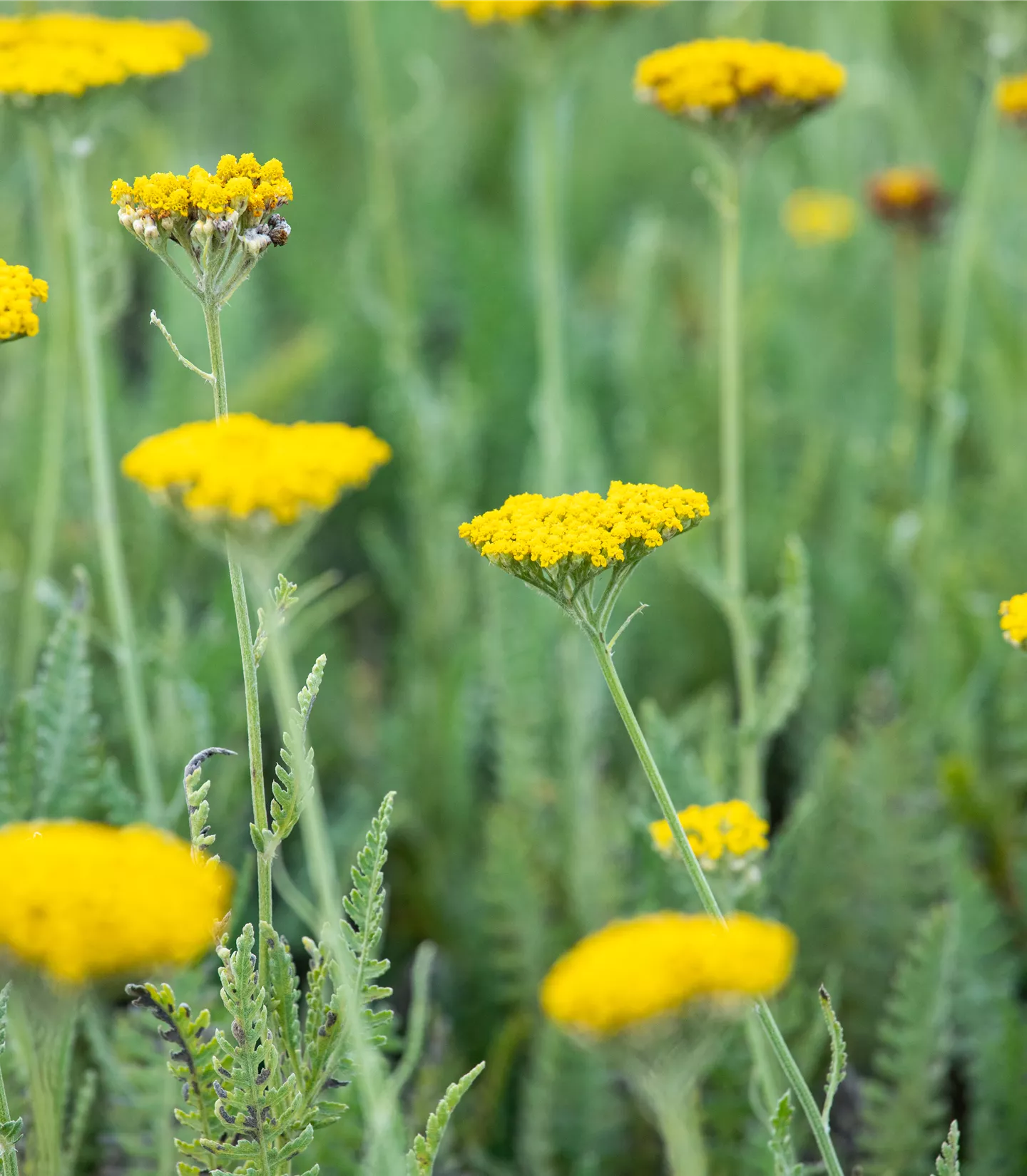 Achillea 'Coronation Gold'