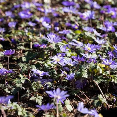 Topfgrösse 0.5 Liter - Anemone - Anemone blanda 'Blue Shades'