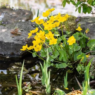 Topfgrösse 0.5 Liter - Sumpfdotterblume - Caltha palustris