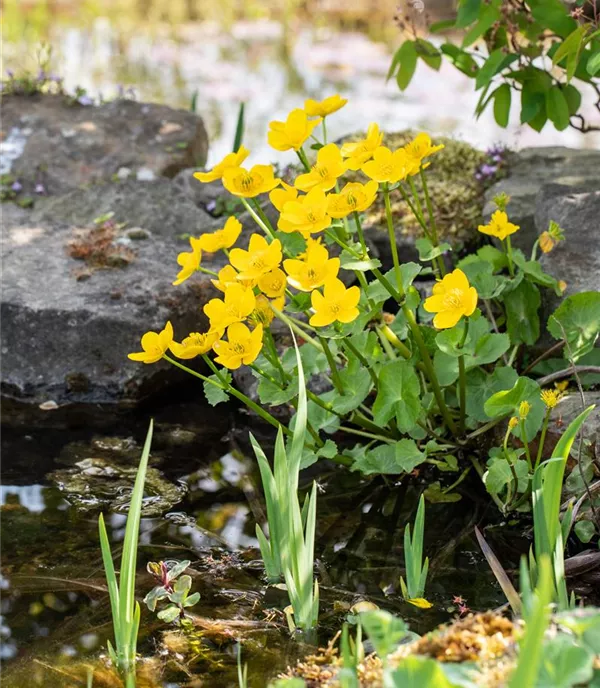 Caltha palustris