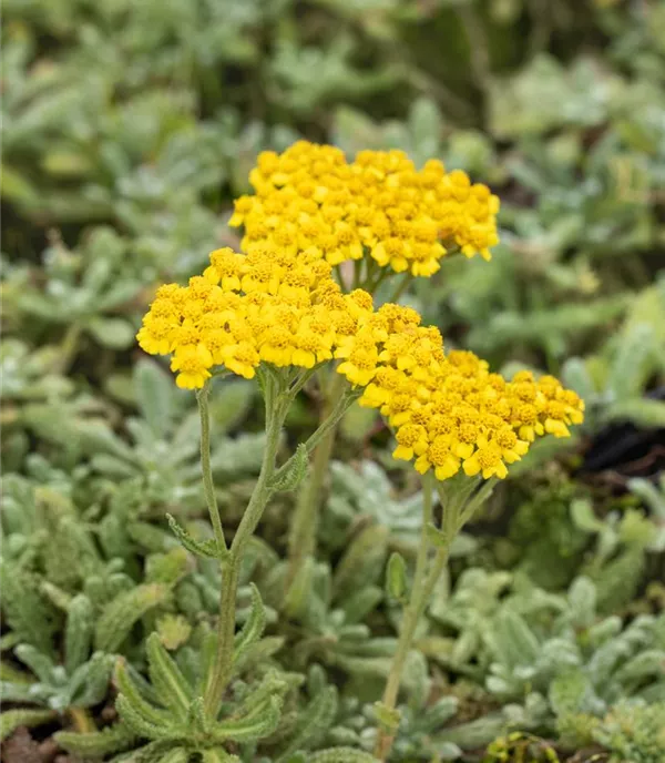 Achillea tomentosa