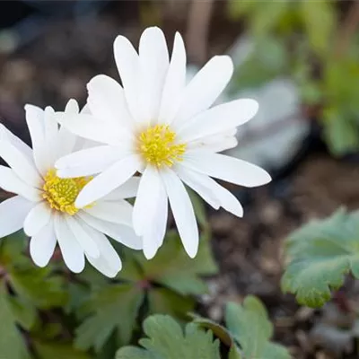 Topfgrösse 0.5 Liter - Anemone - Anemone blanda 'White Splendour'