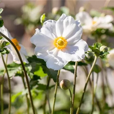 Topfgrösse 1 Liter - Herbstanemone - Anemone hybrida (x) 'Honorine Jobert'