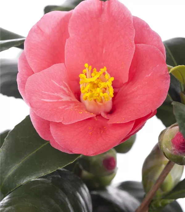 Camellia japonica