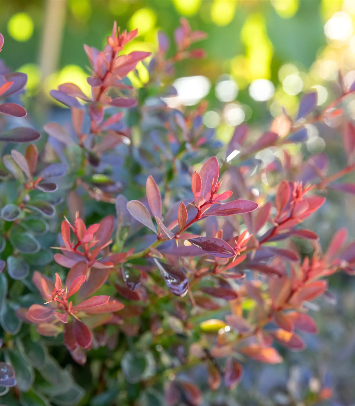 Berberis thunbergii 'Bagatelle'