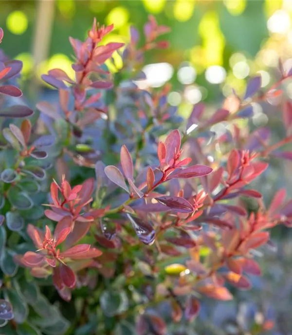 Berberis thunbergii 'Bagatelle'