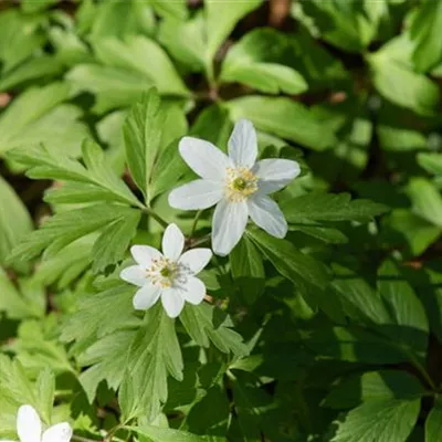 Topfgrösse 0.5 Liter - Buschwindröschen - Anemone nemorosa