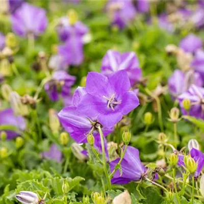 Topfgrösse 0.5 Liter - Karpatenglockenblume - Campanula carpatica 'Blaue Clips'