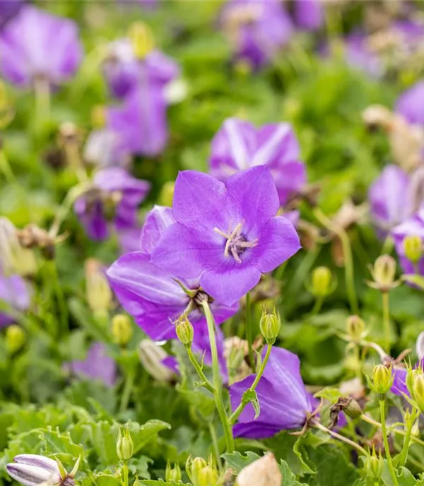 Campanula carpatica 'Blaue Clips'