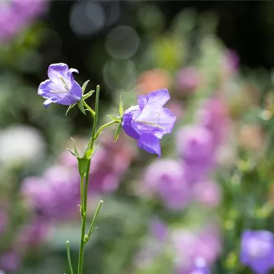 Topfgröße 1 Liter - Pfirsichblättrige Glockenblume - Campanula persicifolia