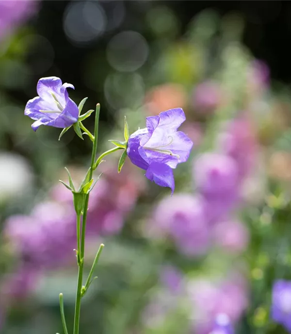 Campanula persicifolia