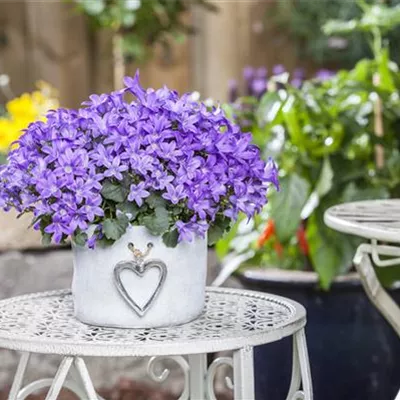 Topfgröße 0,5 Liter - Hängepolster-Glockenblume - Campanula poscharskyana