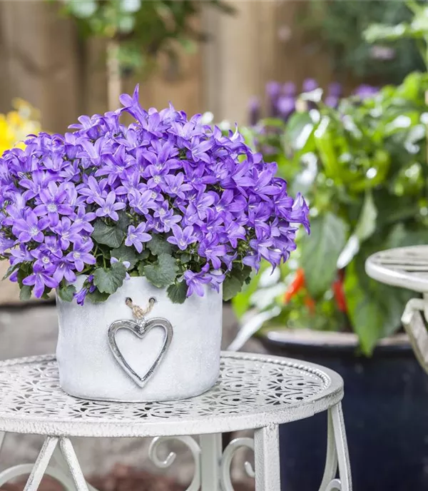 Campanula poscharskyana