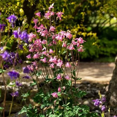 Topfgrösse 0.5 Liter - Aquilegia vulgaris CH-Oekotyp