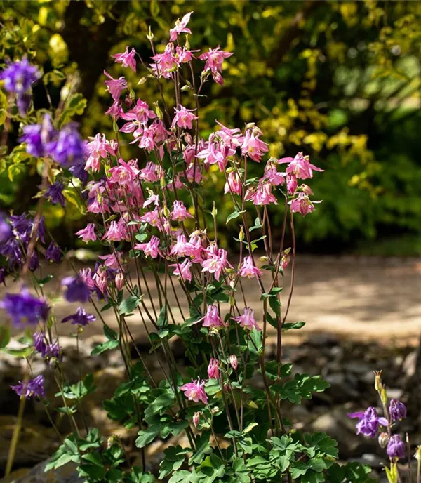 Aquilegia vulgaris