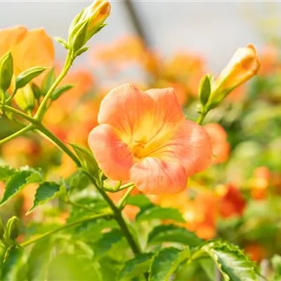 Topfgröße 4 Liter - Chinesische Klettertrompete - Campsis grandiflora