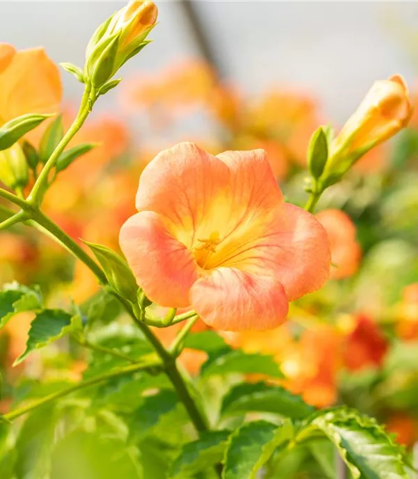 Campsis grandiflora