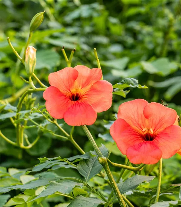 Campsis tagliabuana (x) 'Mme Galen'