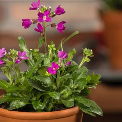 Topfgrösse 0.5 Liter - Gänsekresse - Arabis procurrens