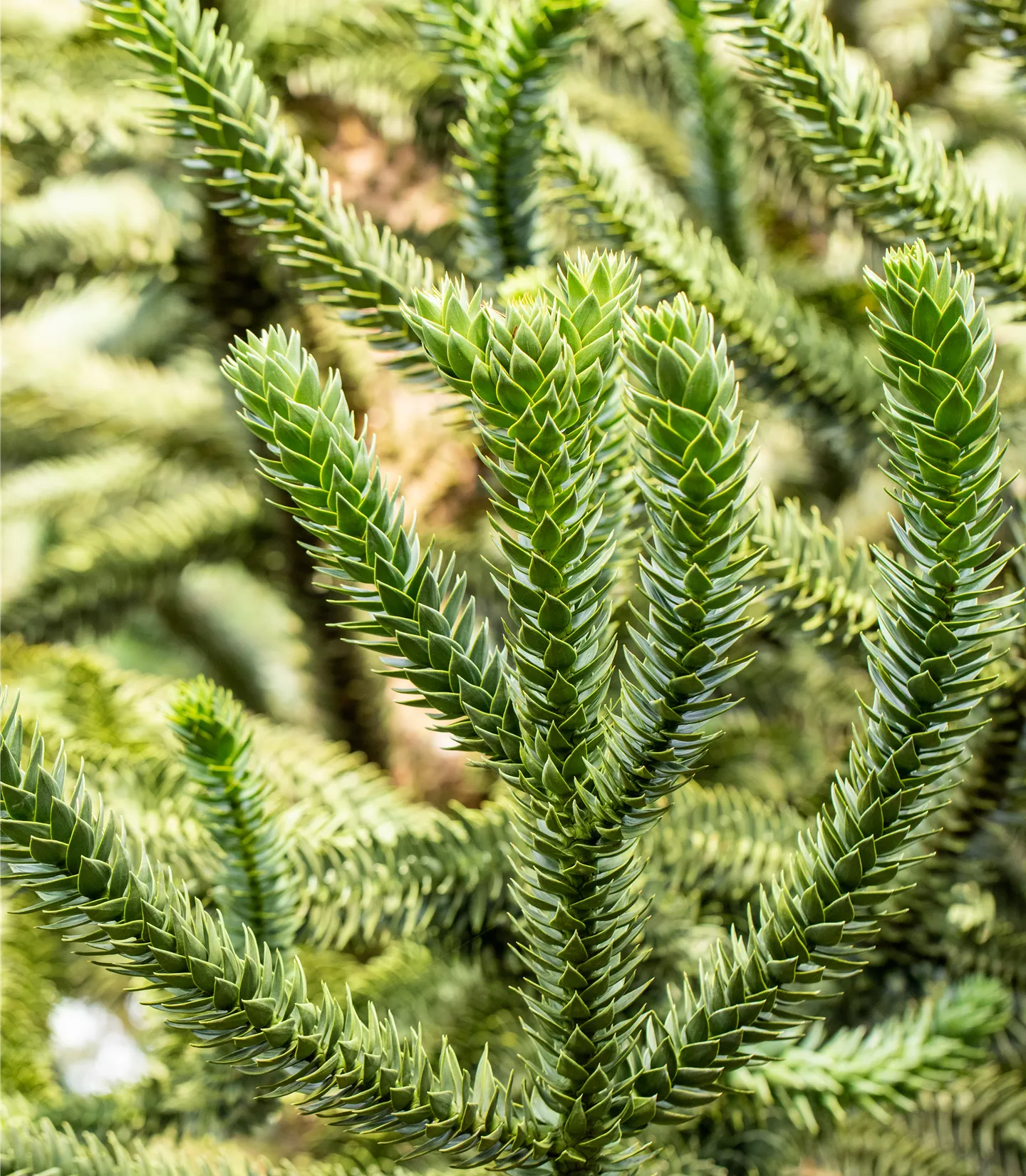 Araucaria araucana