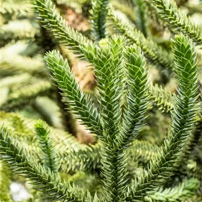 Container 60 - 70 - Andentanne - Araucaria araucana