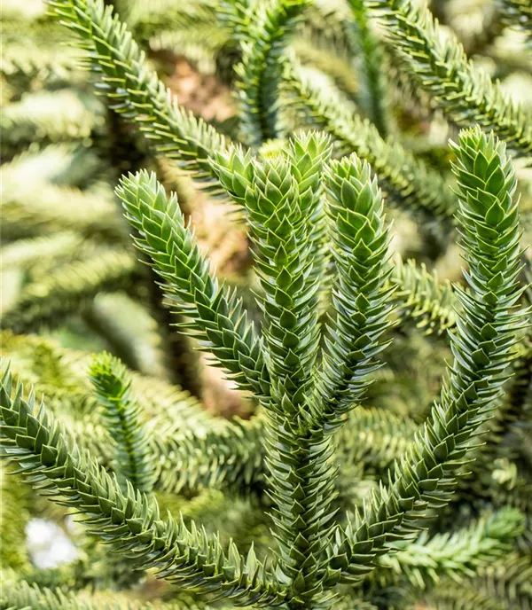 Araucaria araucana