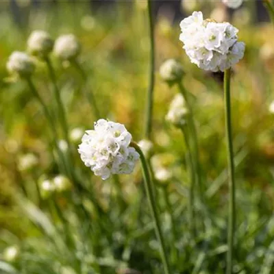 Topfgrösse 0.5 Liter - Grasnelke - Armeria maritima 'Alba'