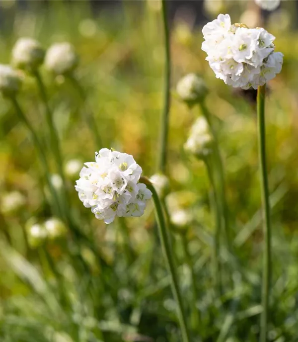 Armeria maritima 'Alba'