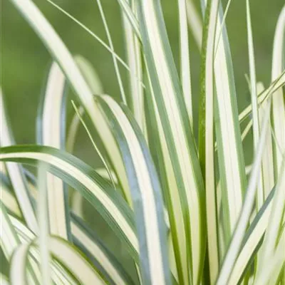 Topfgrösse 1 Liter - Segge - Carex oshimensis 'Evergold'