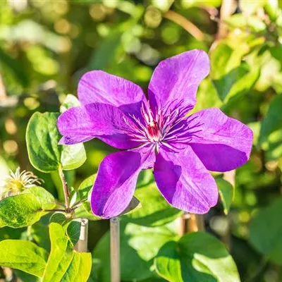 Topfgrösse 4 Liter - Waldrebe, Clematis - Clematis (Grossbl., frühblüh.) 'The President'