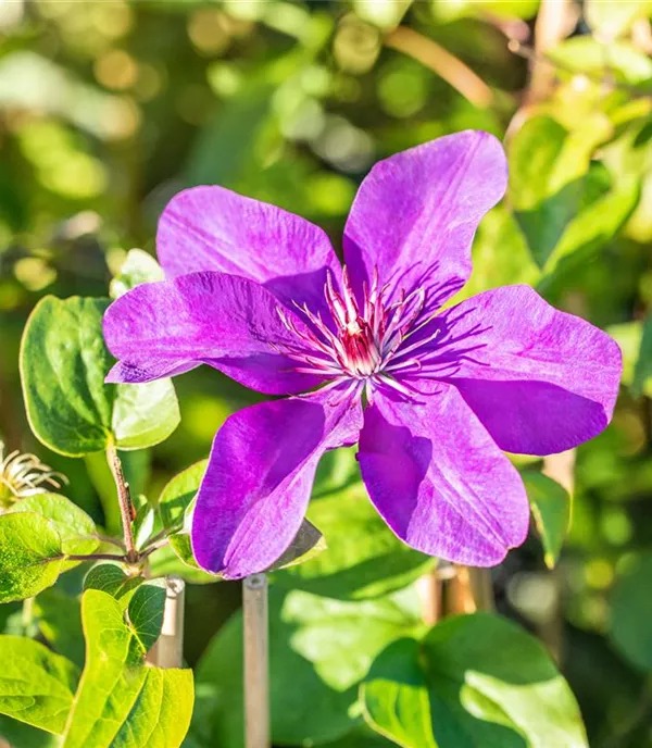 Clematis (Grossbl., frühblüh.) 'The President'