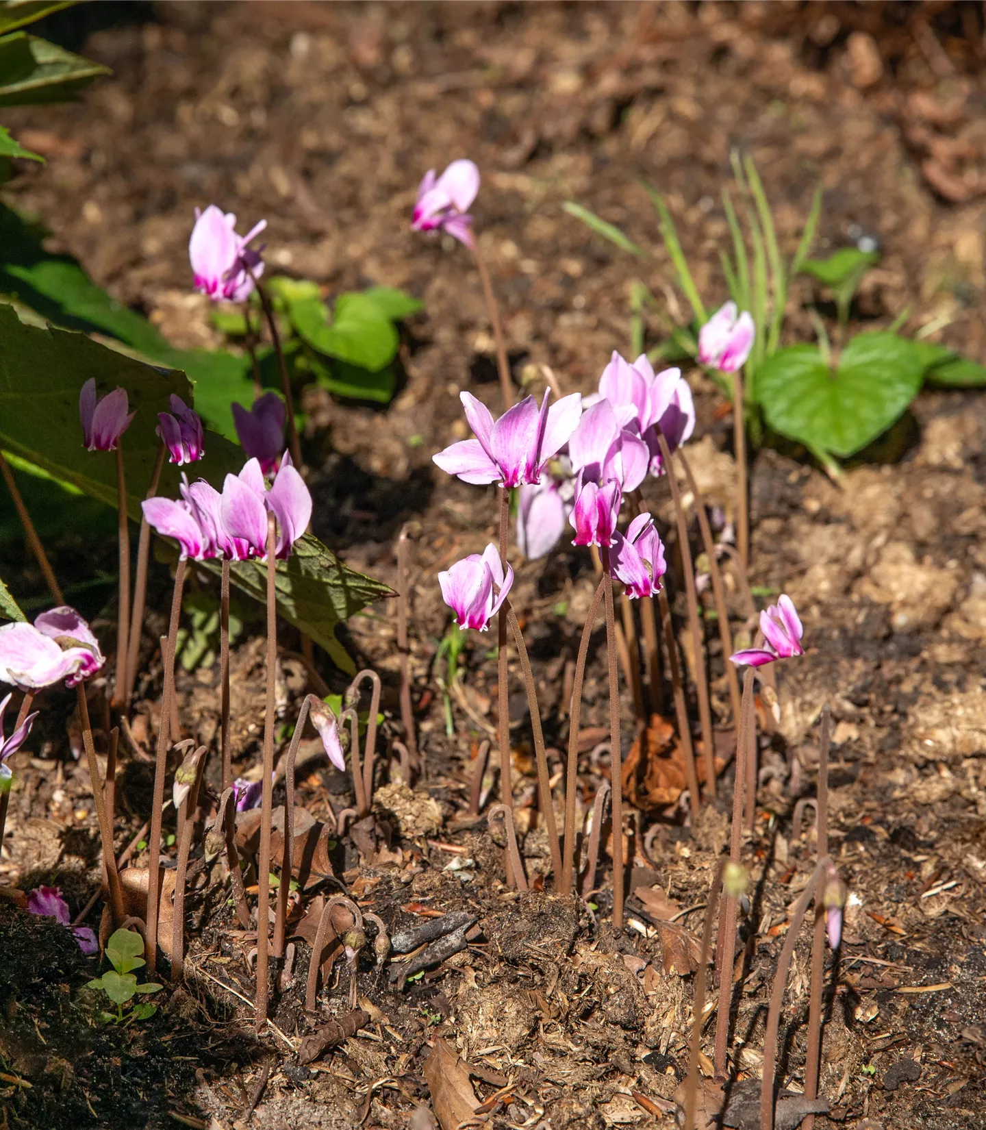 Cyclamen hederifolium