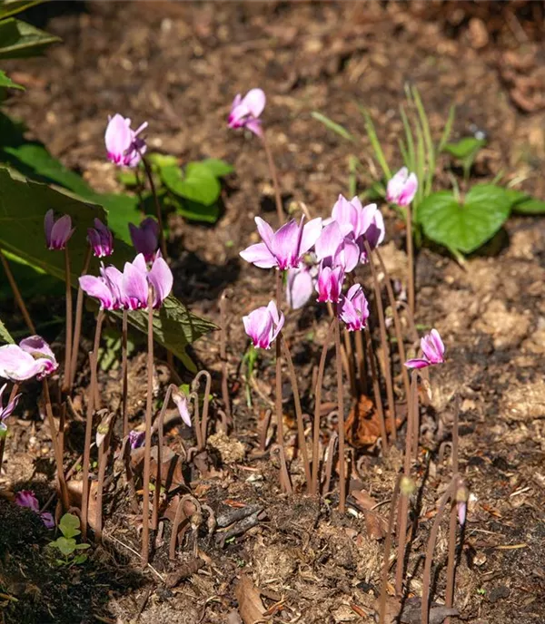 Cyclamen hederifolium