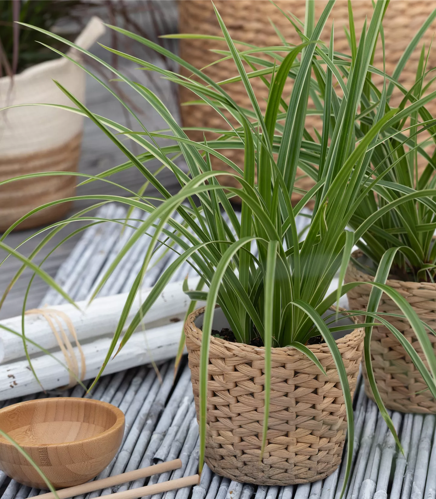 Carex morrowi 'Ice Dancer'