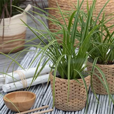 Topfgrösse 0.5 Liter - Carex morrowi 'Ice Dancer'