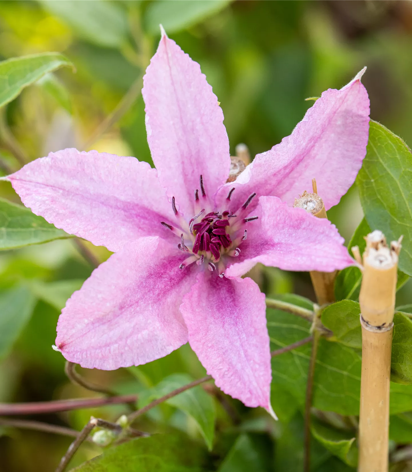 Clematis (Grossbl., spätblüh.) 'Comtesse de Bouchaud'