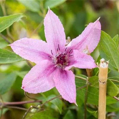 Topfgrösse 4 Liter - Waldrebe, Clematis - Clematis (Grossbl., spätblüh.) 'Comtesse de Bouchaud'