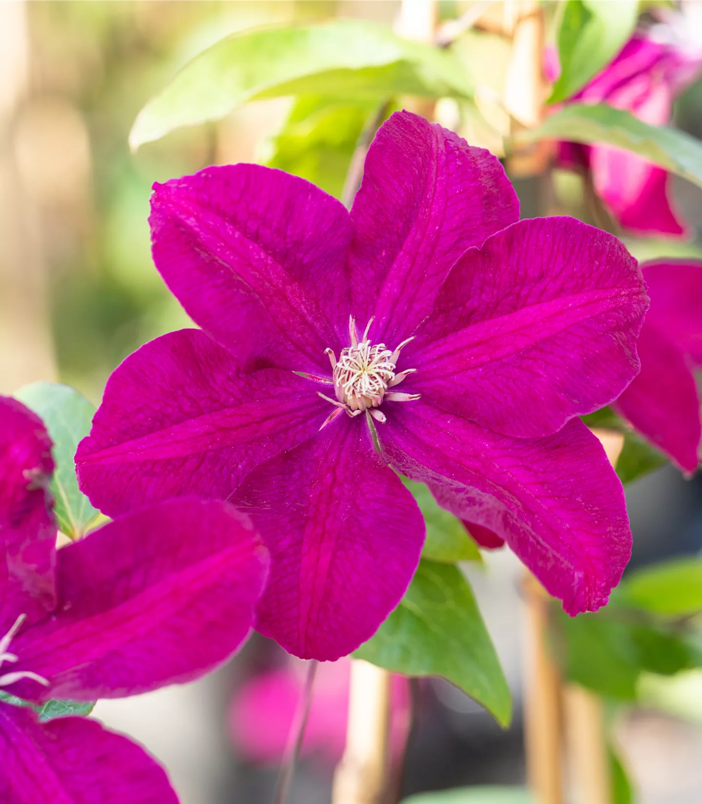 Clematis (Grossbl., spätblüh.) 'Ernest Markham'