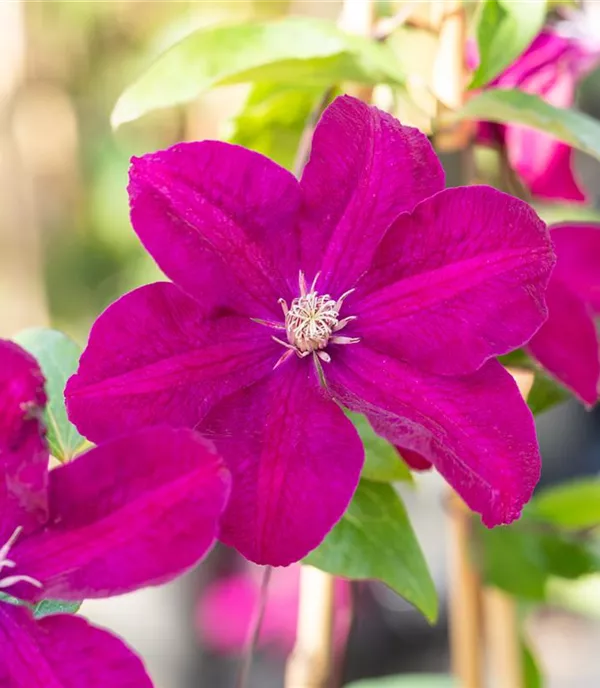 Clematis (Grossbl., spätblüh.) 'Ernest Markham'