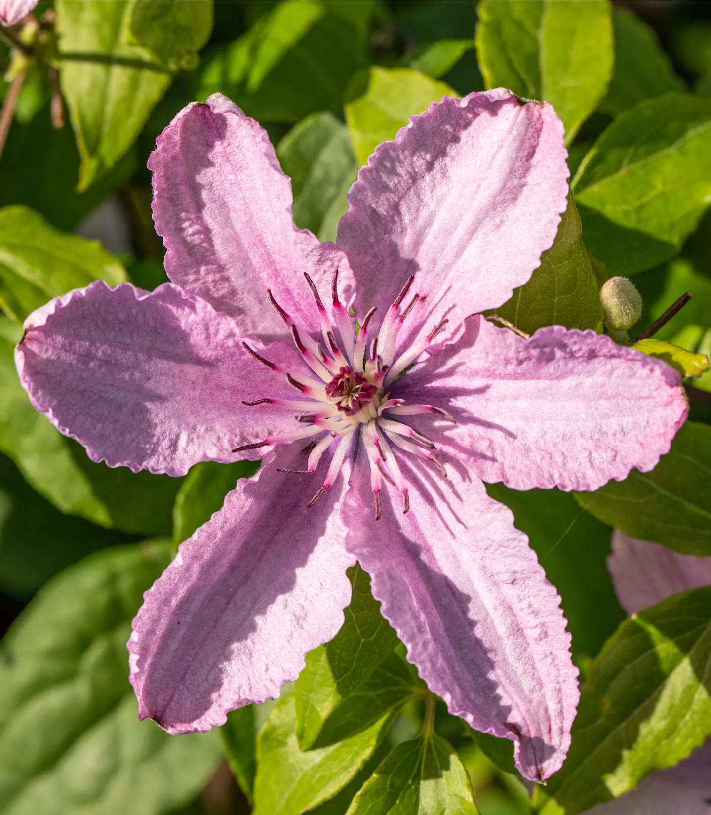 Clematis (Grossbl., spätblüh.) 'Hagley Hybrid'