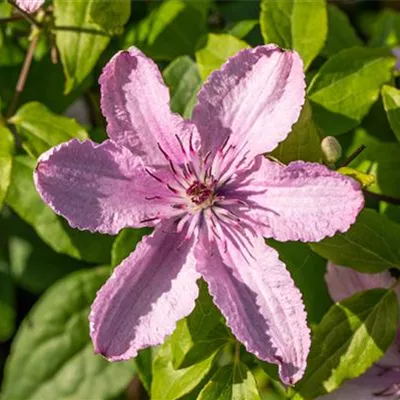 Topfgrösse 4 Liter - Waldrebe, Clematis - Clematis (Grossbl., spätblüh.) 'Hagley Hybrid'