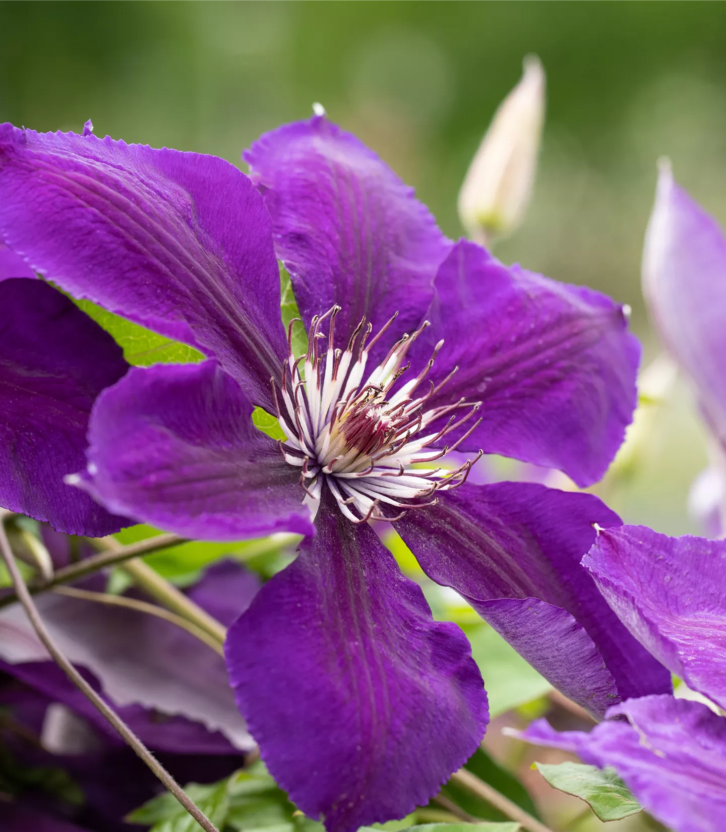 Clematis (Grossbl., spätblüh.) 'Jackmanii'