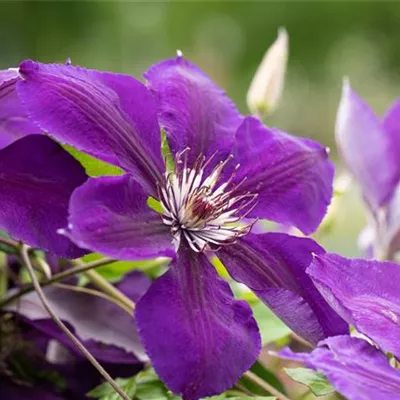 Topfgrösse 4 Liter - Waldrebe, Clematis - Clematis (Grossbl., spätblüh.) 'Jackmanii'