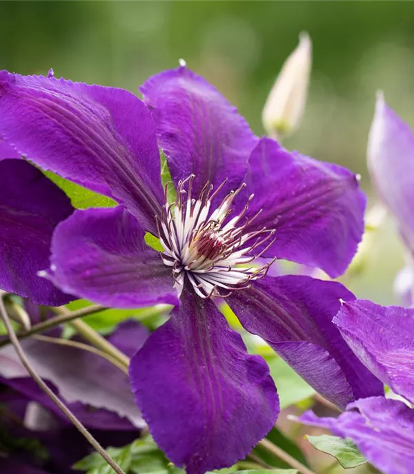 Clematis (Grossbl., spätblüh.) 'Jackmanii'